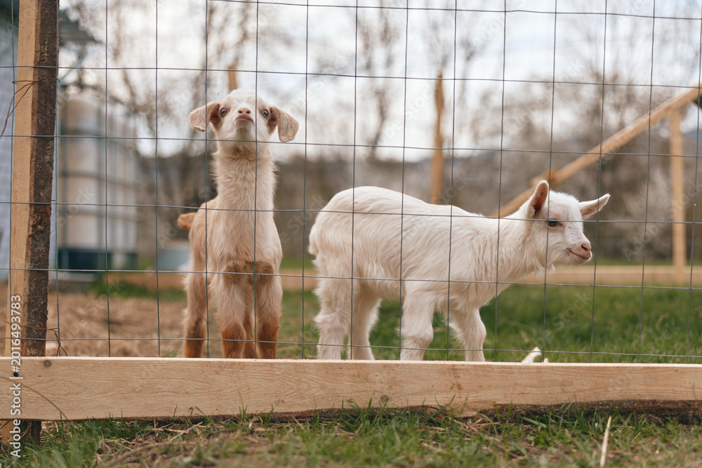 Obraz premium A curious goat and kid stand near a wooden frame on a farm, looking outward. A peaceful rural scene emphasizes companionship, outdoors, and simple animal life.