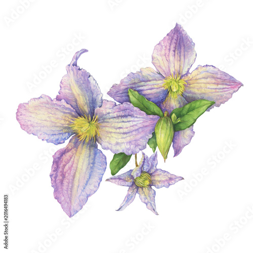 Bouquet of purple clematis flowers with green leaves. Floral botanical greeting card. Hand drawn watercolor painting illustration isolated on white background.