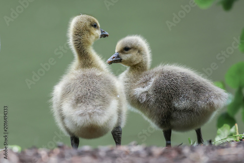 Tableau sur toile Greylag Goose Goslings - 241E0178