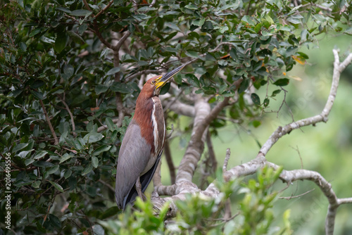 Tableau sur toile Rufescent Tiger Heron Perched in Pantanal Forest