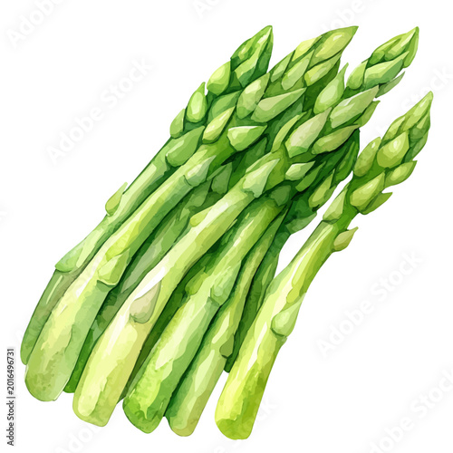 Tableau sur toile Asparagus, lively watercolor vector drawing with intricate brush, isolated on a white background
