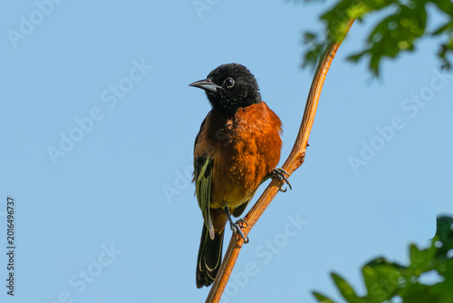 Billede på lærred Male orchard oriole perched on a branch.