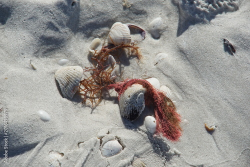 sea shells on the beach, shells, shelling, naples, florida, us, north america, sea snail shells, march 2026