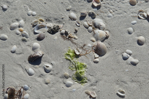 sea shells on the beach, shells, shelling, naples, florida, us, north america, sea snail shells, march 2026