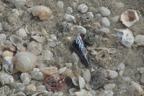 sea shells on the beach, shells, shelling, naples, florida, us, north america, sea snail shells, march 2026
