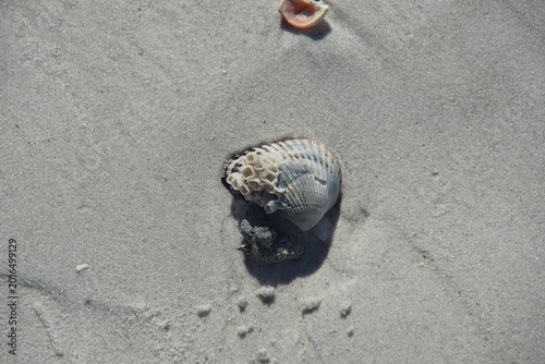 sea shells on the beach, shells, shelling, naples, florida, us, north america, sea snail shells, march 2026
