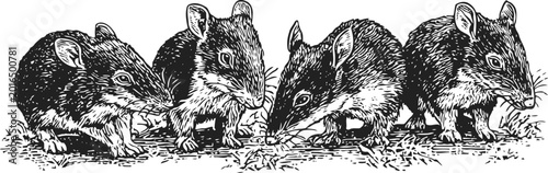 Four black rats eating scattered grains in a natural setting, detailed vintage ink illustration