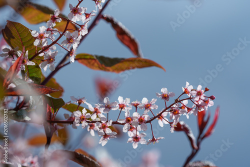 Pink Bird Cherry Blossoms with Bronze Leaves Against Blue Sky