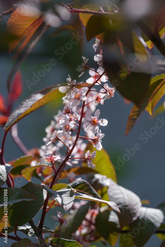 Vertical Close-up of Pink Bird Cherry Flowers with Bronze Foliage