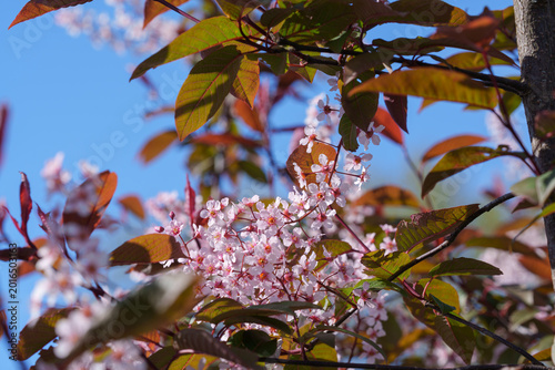 Abundant Pink Bird Cherry Blossoms Against Clear Blue Spring Sky