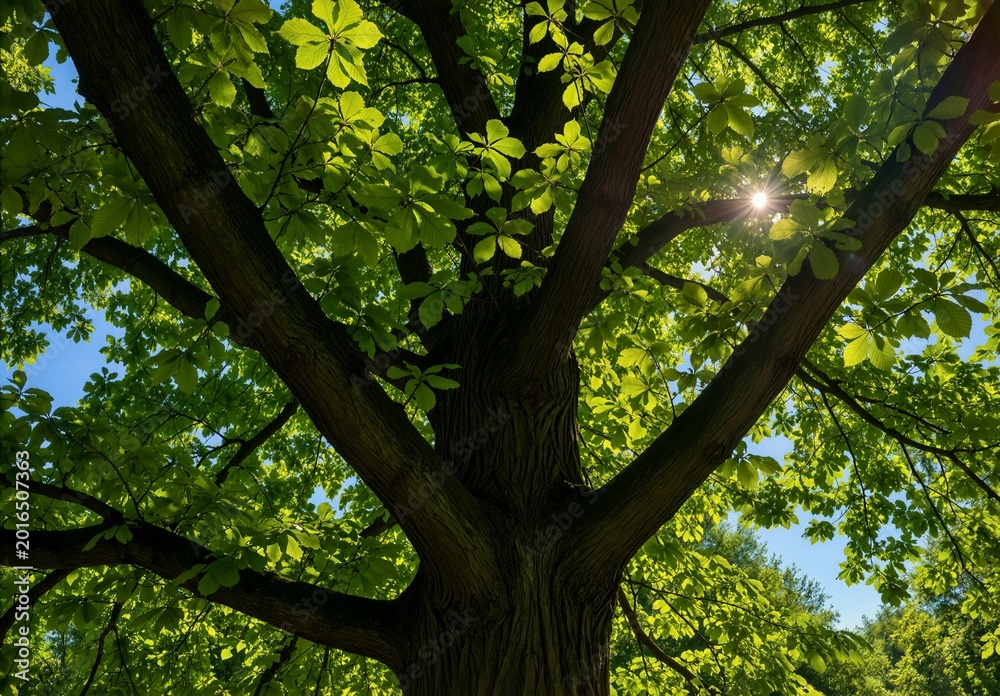 Fototapeta premium Sunlight shining through lush green leaves of a large summer tree