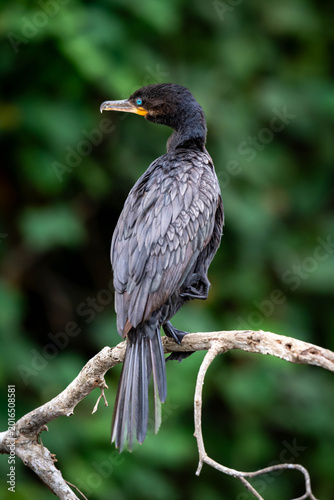 Neotropic Cormorant on a Branch