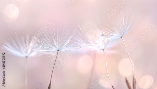Delicate dandelion flowers with soft pink background
