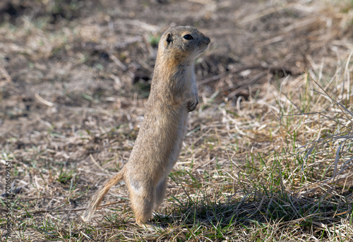 Εκτύπωση καμβά Richardson ground squirrel in the spring