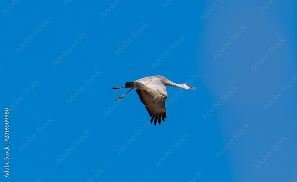 Fototapeta premium Sandhill crane in flight with blue sky