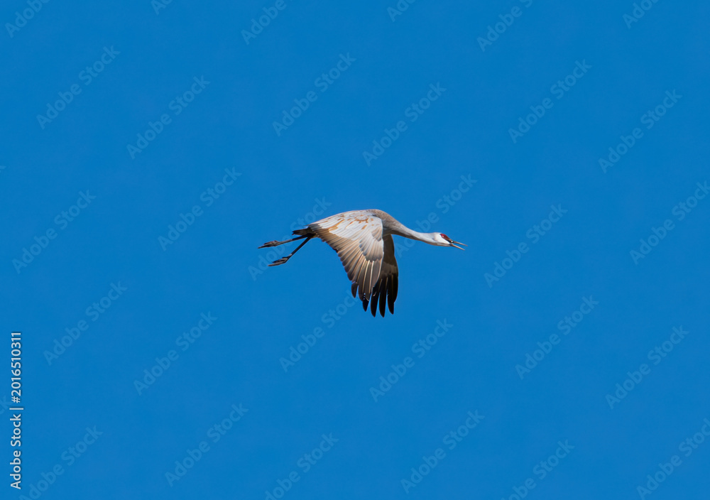 Fototapeta premium Sandhill crane in flight with blue sky