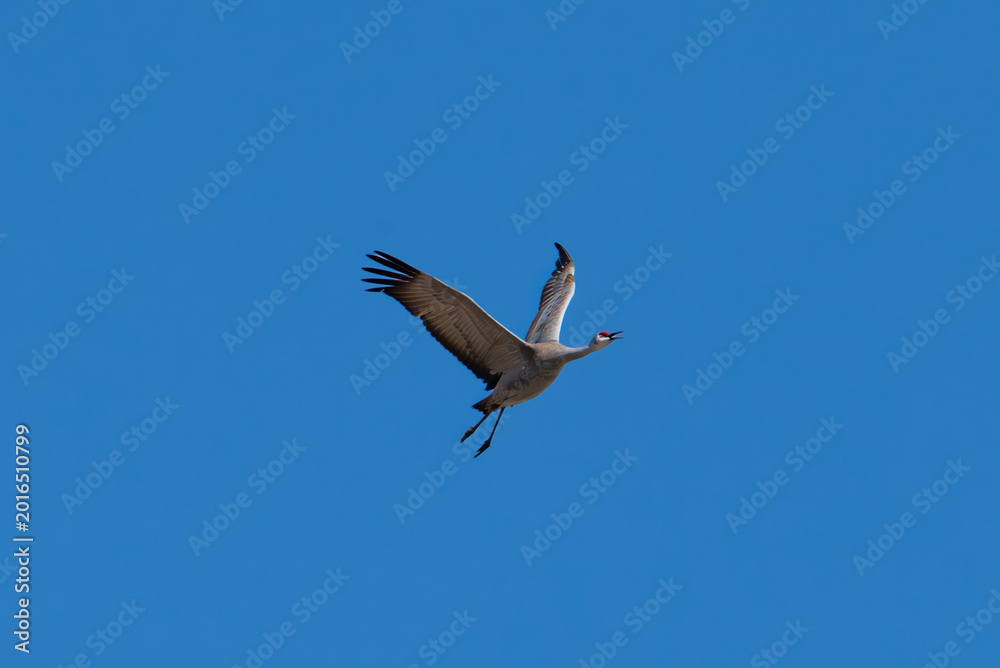 Fototapeta premium Sandhill crane in flight with blue sky