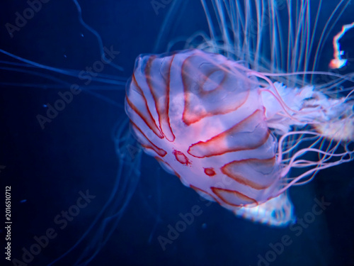 Фотография Jellyfish Floating in Deep Blue Water