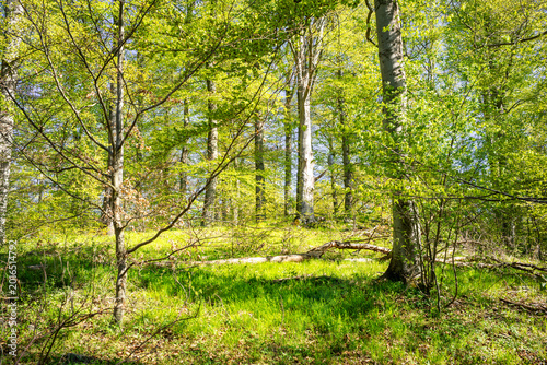 Konstfotografi Natur pur auf dem Harzer-Hexen-Stieg