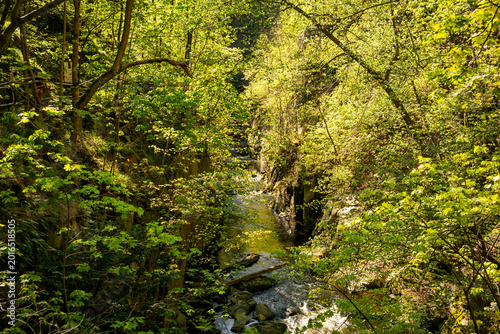 Frühlingserwachen im Bodetal bei Thale