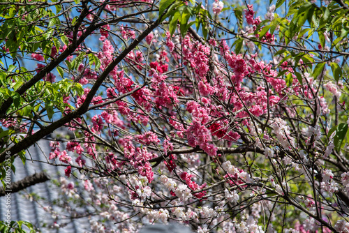 Kirschbaum mit Kirschblüten