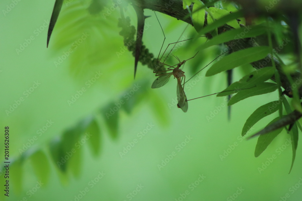 Fototapeta premium leaf of a tree