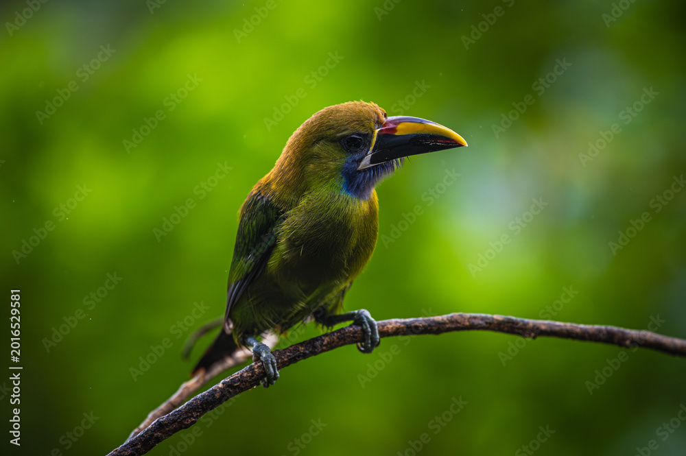 Fototapeta premium Northern emerald toucanet (Aulacorhynchus prasinus)