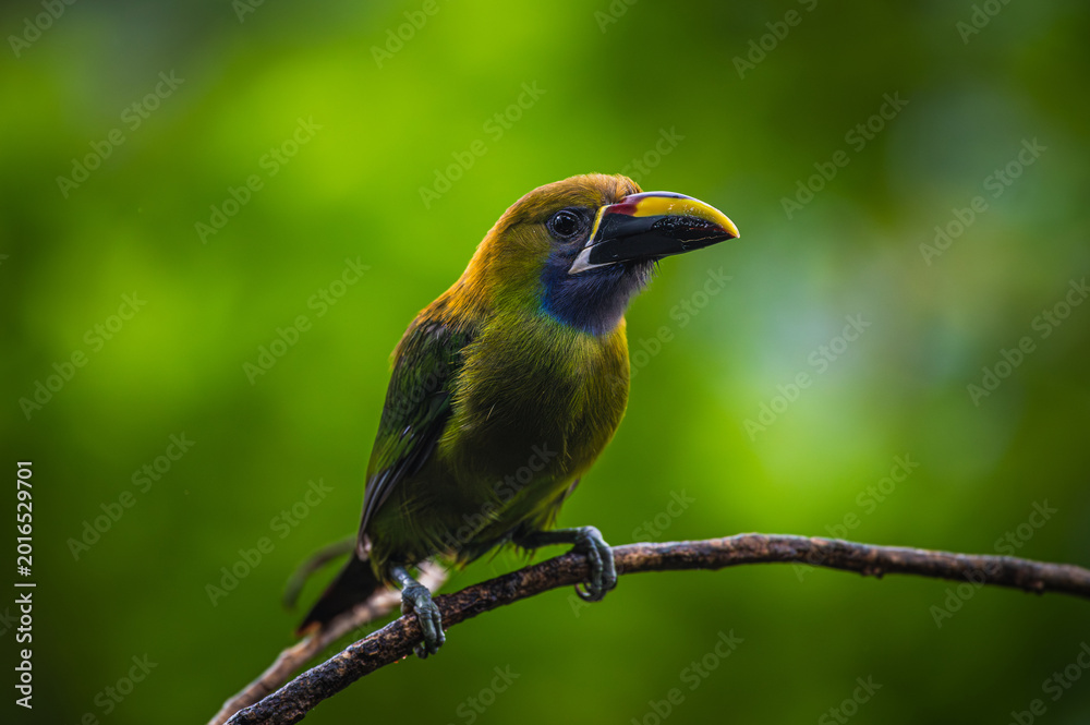 Fototapeta premium Northern emerald toucanet (Aulacorhynchus prasinus)