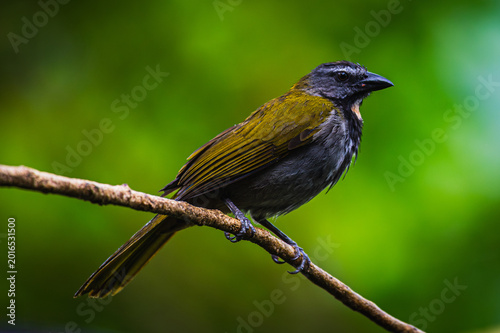 Bild auf Leinwand Buff-throated saltator (Saltator maximus)