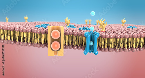 Foto Protein channels in the lipid bilayer on human cell membrane - 3d illustration