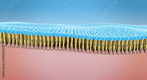 Canvas Print The lipid bilayer forms a selective membrane barrier in human cells - 3d illustr