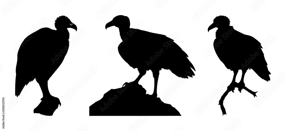 Fototapeta premium Vulture set with solid black silhouette featuring sharp beak, perched stance, avian species with desert predator aesthetic and white background