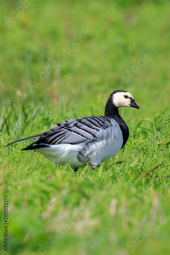 Closeup of a barnacle goose Branta leucopsis in a meadow