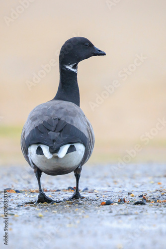 Foto Dark-bellied brent goose, Branta bernicla, foraging in a meadow