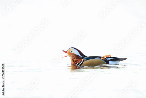 Photos Mandarin duck, Aix galericulata, male