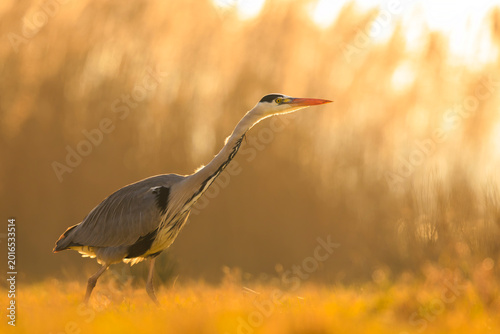 Grey heron, Ardea cinerea, hunting in a field