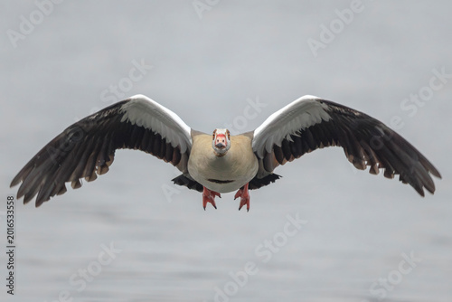 Egyptian goose Alopochen aegyptiacus flying