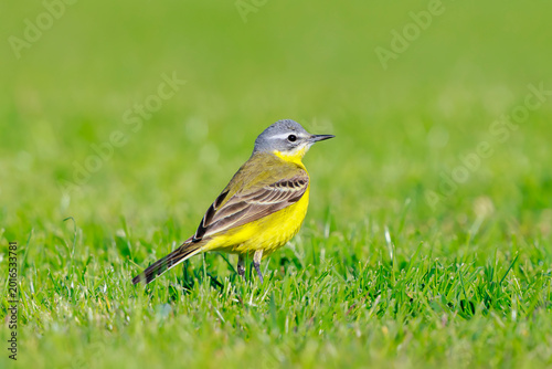 Closeup of a male Grey-headed wagtail bird Motacilla flava thunbergi singing