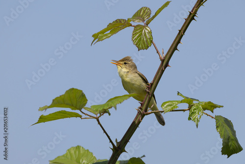 Melodious Warbler (hippolais polyglotta) perched on a Thorny Blackberry Bush Under a Clear Blue Sky.