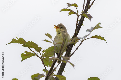 Melodious Warbler (hippolais polyglotta) singing on a Bramble Branch Against an Overcast Sky.