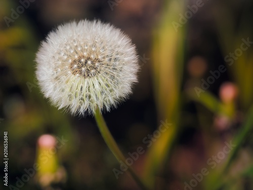 Dandelion Seed Head Macro with Soft Bokeh