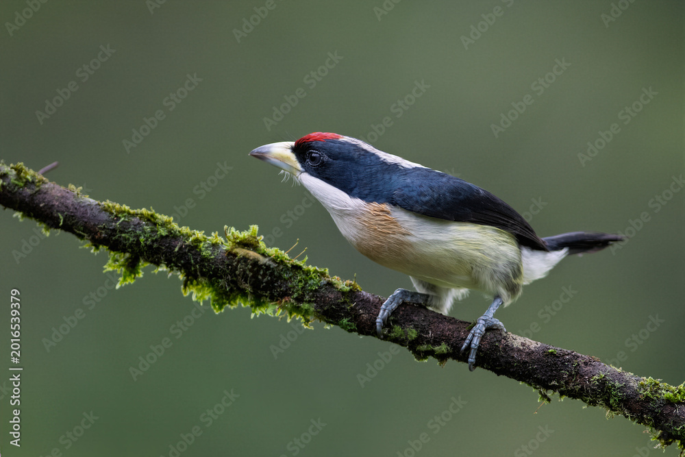 Naklejka premium White-mantled Barbet Perched on Mossy Branch in Colombian Forest