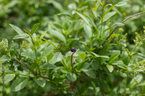 Slika na platnu Black berry on a privet shrub with green leaves