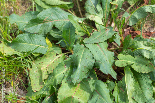 Quadro su tela Broad-leaved dock plant growing in garden