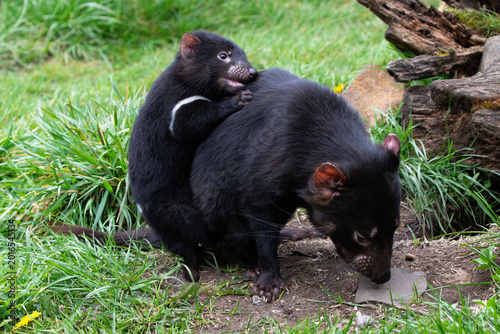 Playful baby Tasmanian Devil clutches and climbs on marsupial mother in Tasmania, Australia