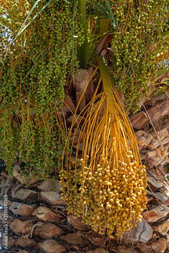 Data palm, Phoenix dactylifera, with fruits