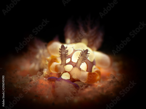 Foto Dorid nudibranch (Trapania scurra)