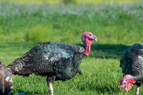 turkey in the field