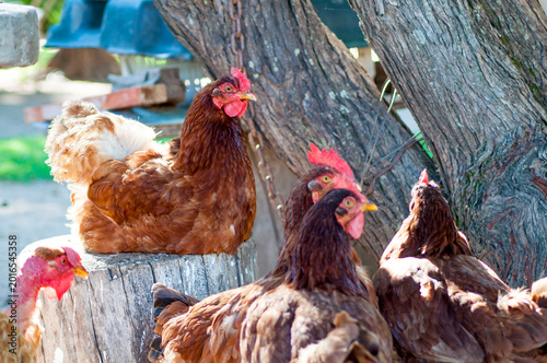 free range chicken