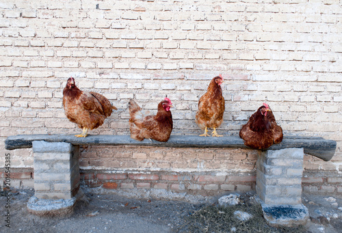 Chicken farming